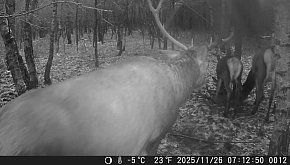 Jurajska fauna okiem fotopułapki -...