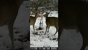 Sarny przy lizawce - okiem jurajskiej...