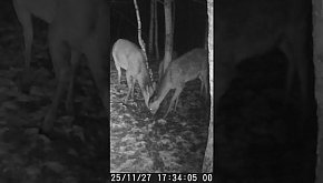 Łanie - okiem jurajskiej fotopułapki