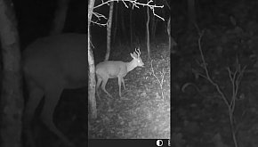 Kozioł - okiem jurajskiej fotopułapki