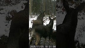 Łosie - okiem jurajskiej fotopułapki