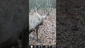 Byk jelenia - okiem jurajskiej...