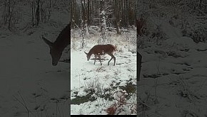 Łania jelenia - okiem jurajskiej...