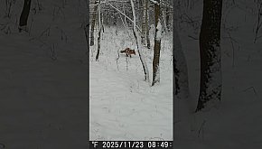 Lis - okiem jurajskiej fotopułapki