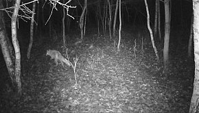 Jurajska fauna okiem fotopułapki -...