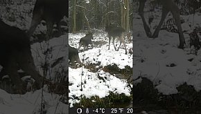 Łosie - okiem jurajskiej fotopułapki