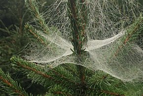 Kupujesz żywą choinkę na święta? Ten szczegół łatwo przeoczyć-62306