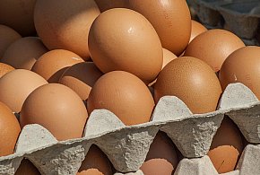 Salmonella wykryta w jajach! GIS wydał pilne ostrzeżenie-62545