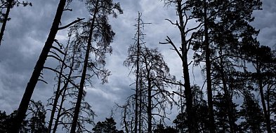 Leśnicy: z powodu korników za 10 lat może nie być świerków-61673