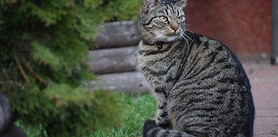 Weterynarz z opieką stomatologiczną i kardiologiczną