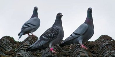 Jak czyścić tablice rejestracyjne w samochodzie? Praktyczny przewodnik dla każdego
