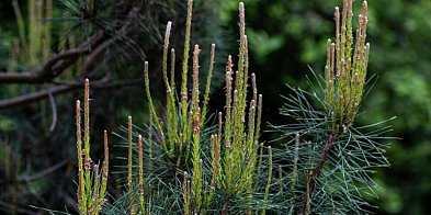 Z powodu zmiany klimatu i suszy zamierają drzewa iglaste w Arboretum w Rogowie-58541