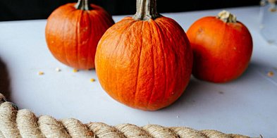 Dynia jesiennym przysmakiem i ulubioną zabawką mieszkańców zoo-60380