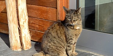 Koty zagrażają również owadom i pająkom-61177