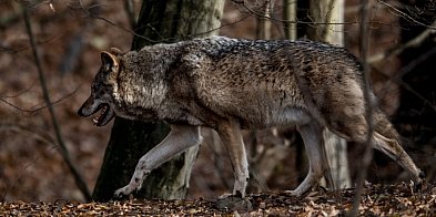 Ekspert: wilki na ludzki głos reagują silniejszym strachem niż na szczekanie psów-61299