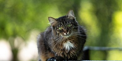 Kot domowy zadomowił się w Europie później niż dotąd sądzono-61617