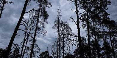 Leśnicy: z powodu korników za 10 lat może nie być świerków-61673