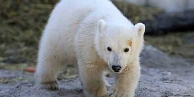 Niedźwiedzie polarne dostosowują się do ciepłego klimatu-62369