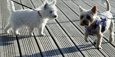 Ekspert: adopcja zwierzęcia jako prezent świąteczny to często działanie impulsywne-62774