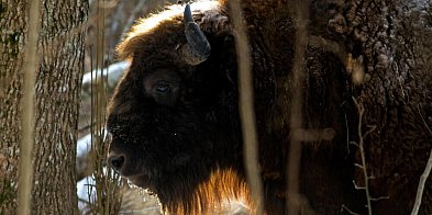 Mazurskie stada żubrów rozrastają się; zwierzęta są zdrowe-62939