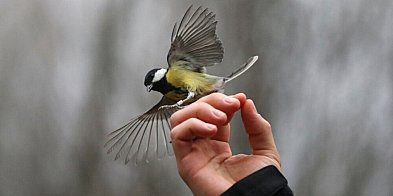 Ornitolożka: ptaki nawet przez 10 dni odczuwają stres po sylwestrowych fajerwerkac-62981