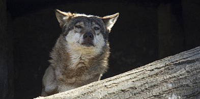 Przyrodnik: dron daje możliwość obserwowania naturalnych zachowań wilków-62983