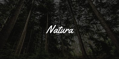 MKiŚ proponuje ścisłą ochronę dla pięciu gatunków ptaków