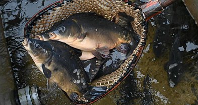 Raport: w tym roku karpie droższe o 22 proc., o tyle samo staniały suszone grzyby-62717