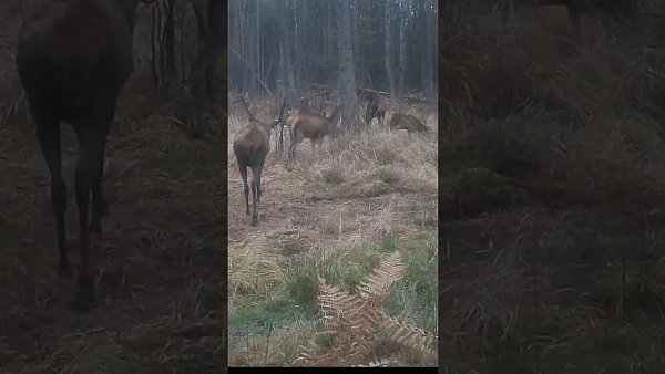 Byk z łaniami - okiem jurajskiej fotopułapki