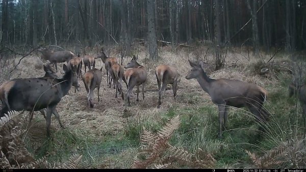 Jurajska fauna okiem fotopułapki - tydzień 47
