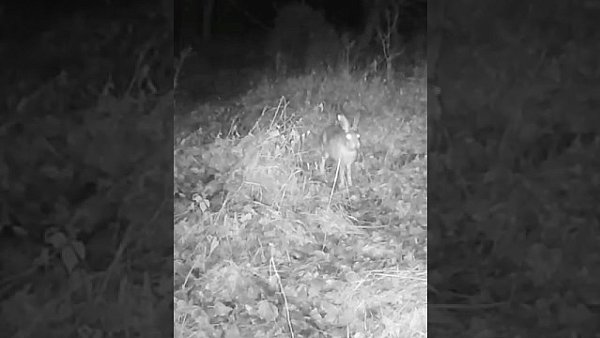 Zając - okiem jurajskiej fotopułapki