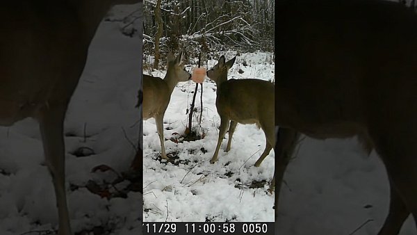 Sarny przy lizawce - okiem jurajskiej fotopułapki