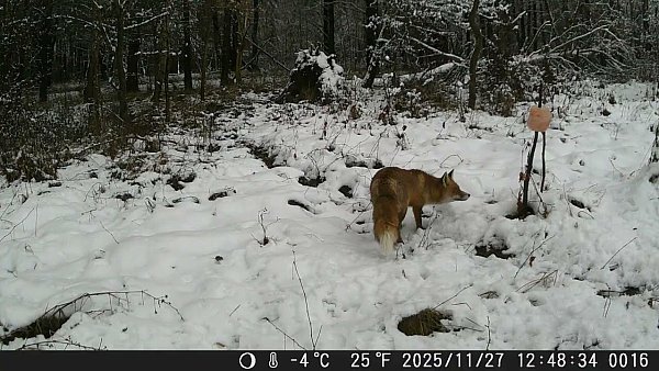 Jurajska fauna okiem fotopułapki - tydzień 48 część 2