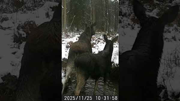 Łosie - okiem jurajskiej fotopułapki