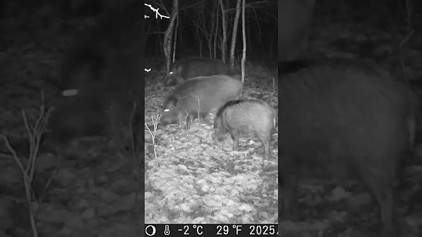 Dziki - okiem jurajskiej fotopułapki