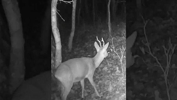 Kozioł sarny - okiem jurajskiej fotopułapki