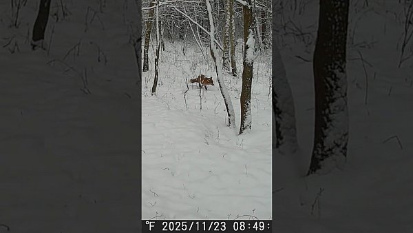 Lis - okiem jurajskiej fotopułapki