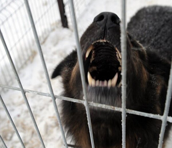 Ekspert: większość ataków psów to efekt błędów człowieka i braku kontroli nad zwie-60160
