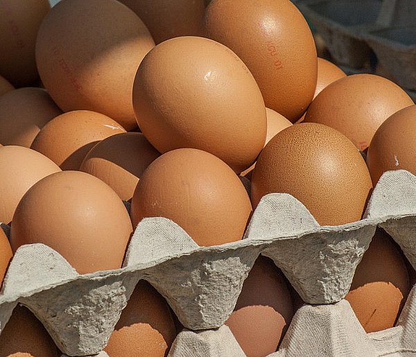 Salmonella wykryta w jajach! GIS wydał pilne ostrzeżenie-62545