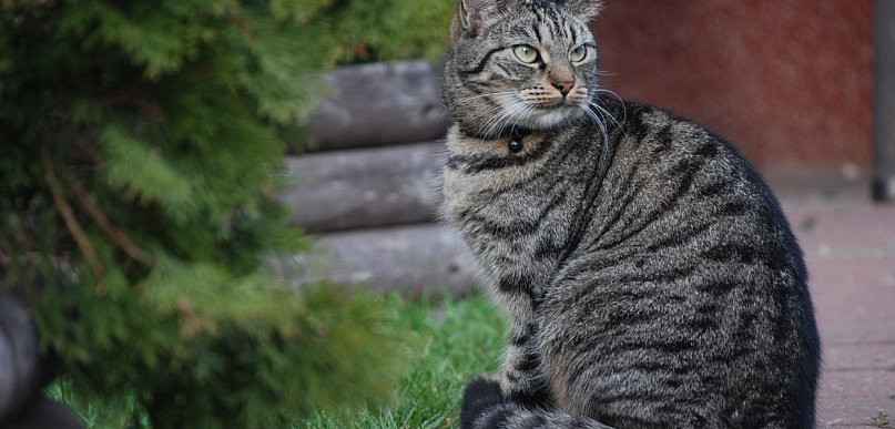 Weterynarz z opieką stomatologiczną i kardiologiczną