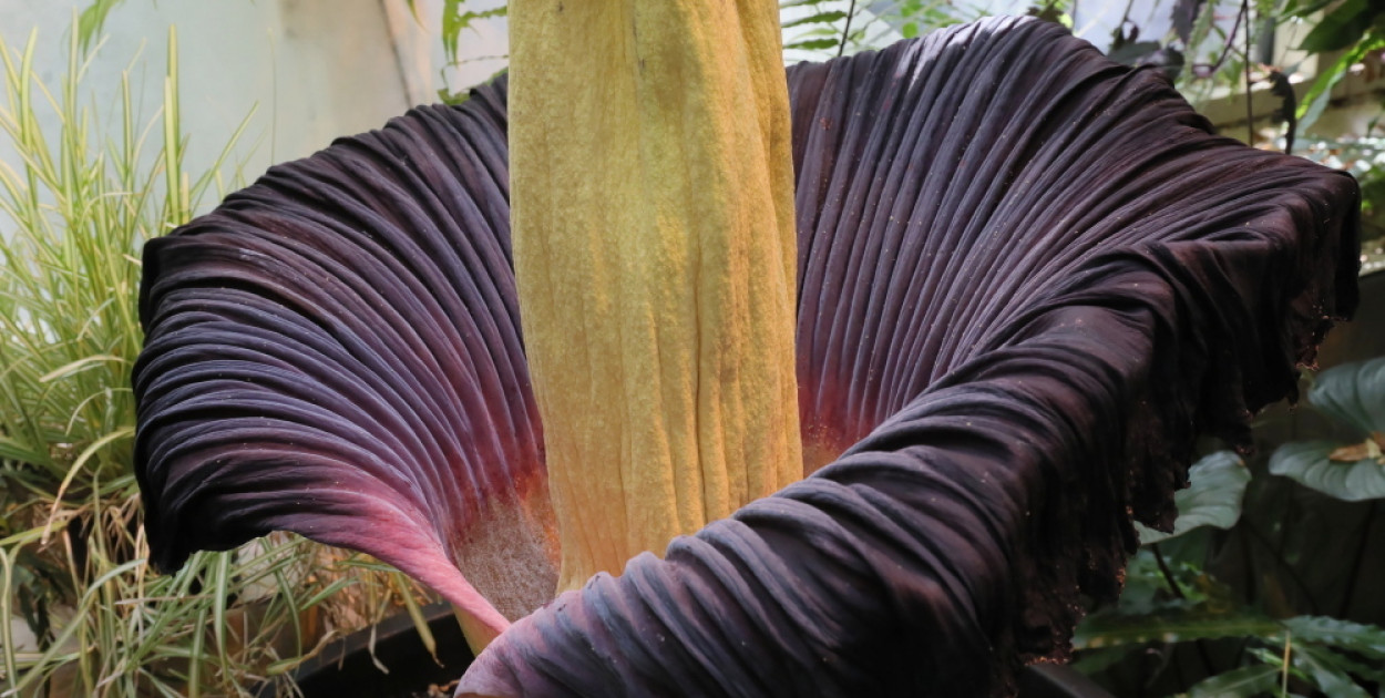 Warszawa: w ogrodzie botanicznym po raz drugi zakwitł najbardziej śmierdzący kwiat