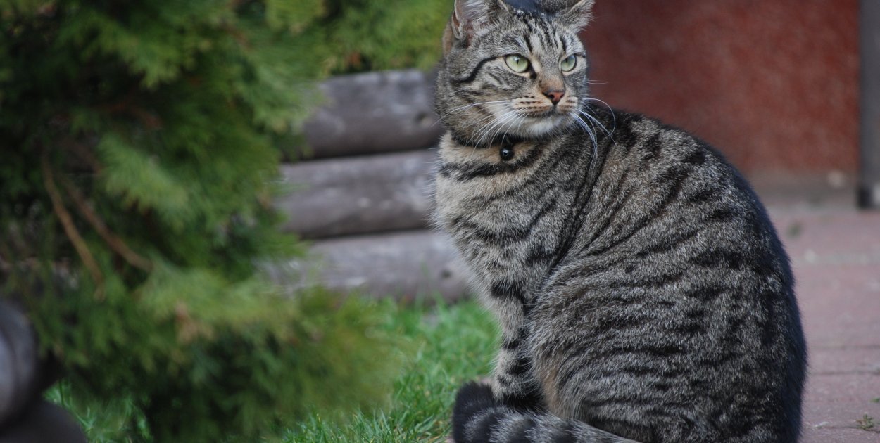 Weterynarz z opieką stomatologiczną i kardiologiczną